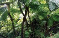 Revista PRODUCCION: Investigación de tolerancia a bajas temperaturas en el género Cedrela