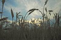 Revista PRODUCCION: campo: clave en la recuperaci&oacute;n del consumo interno