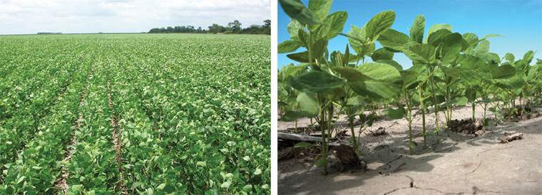 Revista PRODUCCION: soja en el noa: más hectáreas ?pero con menos rindes?