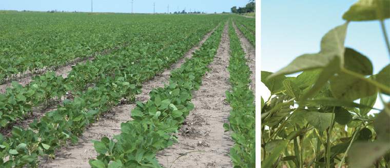 Revista PRODUCCION: soja en el noa: más hectáreas ?pero con menos rindes?