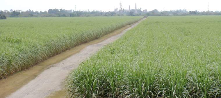 Revista PRODUCCION: se registra un retraso en el  desarrollo de los ca&ntilde;averales
