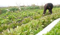 Revista PRODUCCION: agroecología: una ciencia que recorre desde la parcela hasta el paisaje