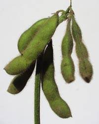 Revista PRODUCCION: soja: una campa&ntilde;a pasada por agua, pero con viento a favor