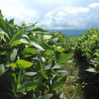 Revista PRODUCCION: soja: una campa&ntilde;a pasada por agua, pero con viento a favor
