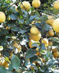 Revista PRODUCCION: los limones tucumanos  derriban barreras y ganan mercados
