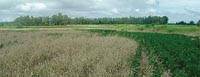 Revista PRODUCCION: según CREA, el campo crece en  producción, inversión y sostenibilidad