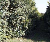 Revista PRODUCCION: los limones tucumanos  derriban barreras y  ganan mercados