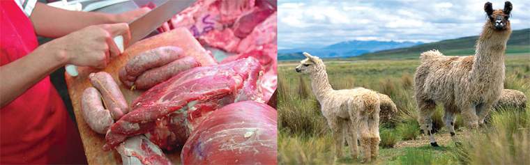Revista PRODUCCION: Carnes alternativas: símbolo de las  economías regionales