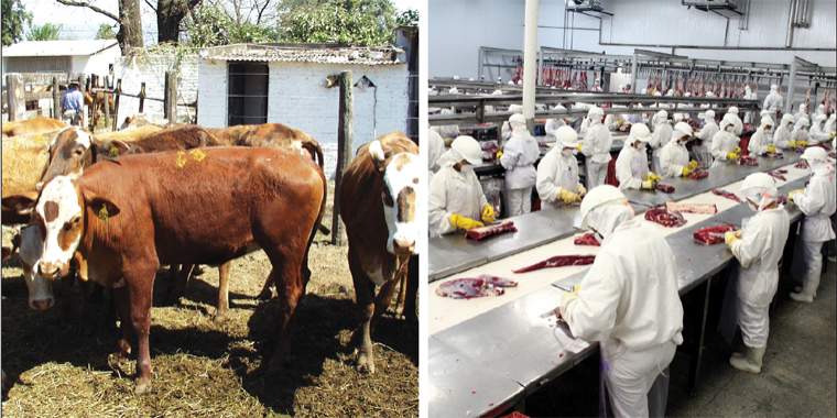 Revista PRODUCCION: la hora de la ganadería  en tucumán