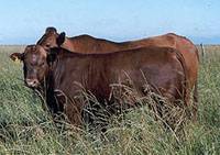 Revista PRODUCCION: Actualización en genética bovina