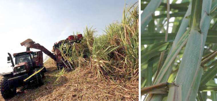 Revista PRODUCCION: tucumán:el sector azucarero avanza a buen ritmo y ordenado