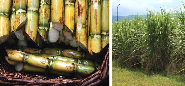 Revista PRODUCCION: tucumán:el sector azucarero avanza a buen ritmo y ordenado