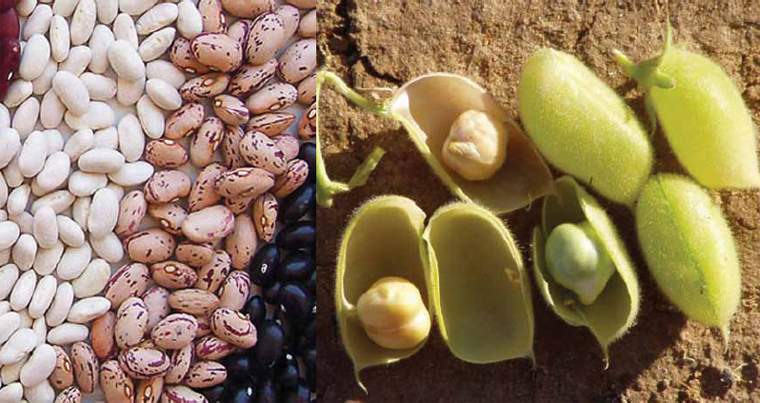 Revista PRODUCCION: poroto y garbanzo ganan protagonismo en los campos tucumanos
