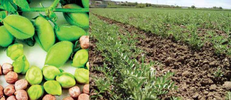 Revista PRODUCCION: poroto y garbanzo ganan protagonismo en los campos tucumanos