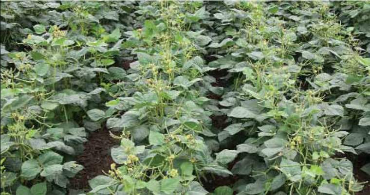 Revista PRODUCCION: poroto y garbanzo ganan protagonismo en los campos tucumanos