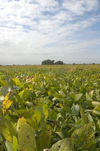 Revista PRODUCCION: en el noa, los productores sojeros le pusieron buena cara al mal tiempo