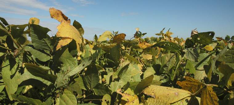 Revista PRODUCCION: en el noa, los productores sojeros le pusieron buena cara al mal tiempo