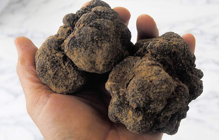 Revista PRODUCCION: trufas en tucumán