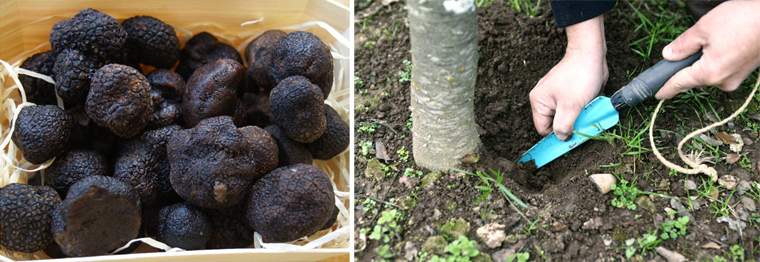 Revista PRODUCCION: trufas en tucumán