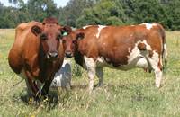 Revista PRODUCCION: NOA: Jujuy buscará un mayor nivel de autoabastecimiento de carne vacuna