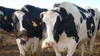 Revista PRODUCCION: desarrollaron un kit que puede detectar la neumon&iacute;a bovina para aplicar un tratamiento r&aacute;pido 
