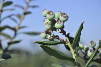Revista PRODUCCION: capacitan en tucumán a  productores de arándanos