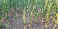 Revista PRODUCCION: suelos: la falta de humedad afecta la absorci&oacute;n de nutrientes