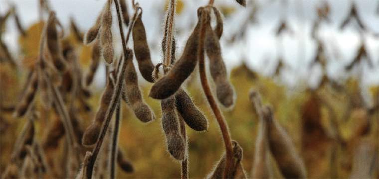 Revista PRODUCCION: cosecha gruesa: qué hacer con la soja de tallo verde y brotada