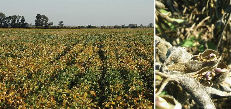 Revista PRODUCCION: cosecha gruesa: qué hacer con la soja de tallo verde y brotada