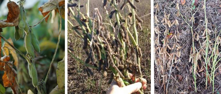 Revista PRODUCCION: cosecha gruesa: qué hacer con la soja de tallo verde y brotada