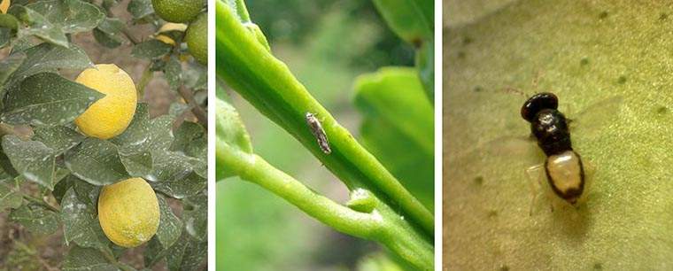 Revista PRODUCCION: control biológico: una avispa ayudaría a frenar el avance del HLB