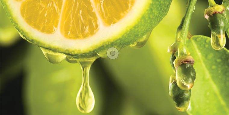 Revista PRODUCCION: los limones argentinos ganan mercados a fuerza de calidad e  insistencia