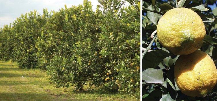 Revista PRODUCCION: los limones argentinos ganan mercados a fuerza de calidad e  insistencia