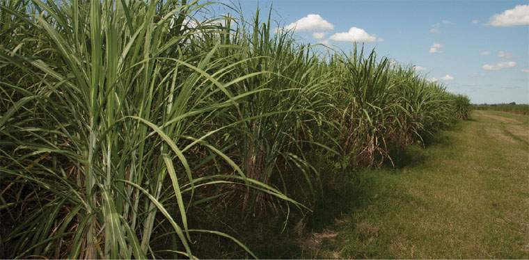 Revista PRODUCCION: los cañeros y una zafra  azucarera llenos de avatares