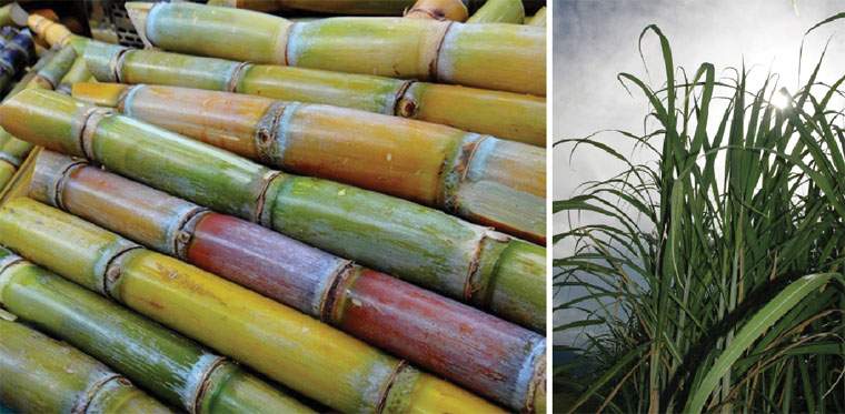 Revista PRODUCCION: los cañeros y una zafra  azucarera llenos de avatares