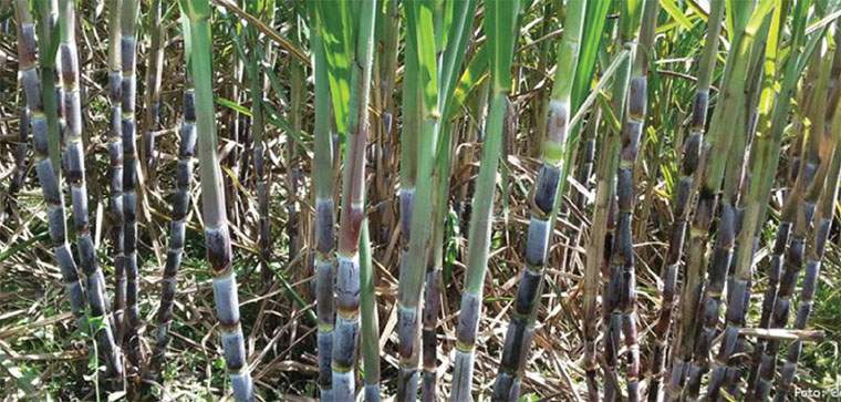 Revista PRODUCCION: los cañeros y una zafra  azucarera llenos de avatares