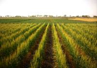 Revista PRODUCCION: tecnología para conservar y recuperar los suelos