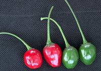 Revista PRODUCCION: en salta, el aj&iacute; picante atrae a cient&iacute;ficos y productores