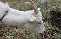 Revista PRODUCCION: Beneficios para productores caprinos