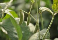 Revista PRODUCCION: soja: estudian su genética para mejorar rindes y calidad