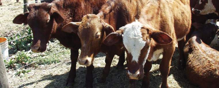 Revista PRODUCCION: CREA: perspectivas ganaderas 2019