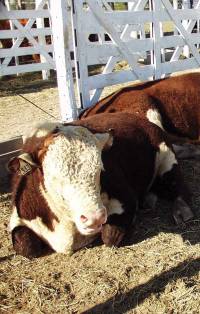 Revista PRODUCCION: CREA: perspectivas ganaderas 2019