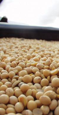 Revista PRODUCCION: granos gruesos: más hectáreas para el maíz y más rindes para la soja.