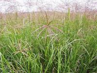 Revista PRODUCCION: Estudian gram&iacute;neas forrajeras en el sudeste santiague&ntilde;o