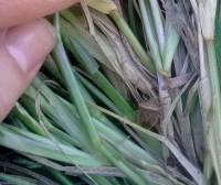 Revista PRODUCCION: investigan una plaga que provoca cada vez más daños en maíz