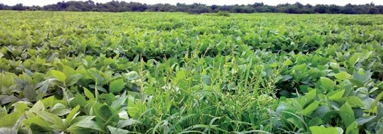 Revista PRODUCCION: por qué se multiplican los casos de resistencia a herbicidas