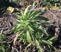 Revista PRODUCCION: por qué se multiplican los casos de resistencia a herbicidas