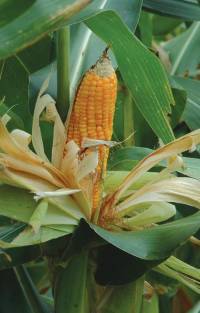 Revista PRODUCCION: en el campo, nadie se atreve a predecir su futuro