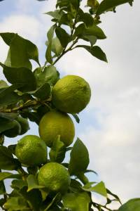 Revista PRODUCCION: consideraciones de la campaña 2018/19 y perspectivas