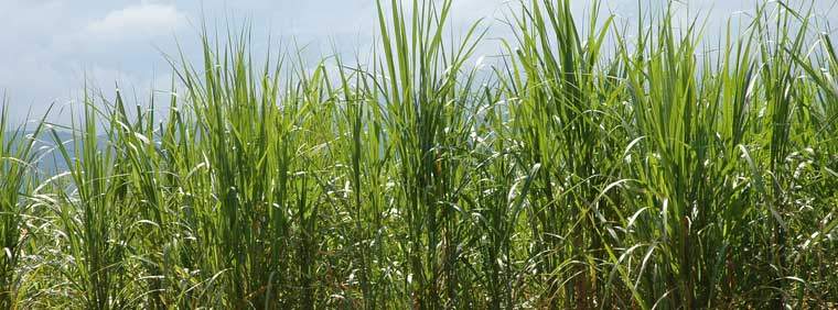 Revista PRODUCCION: Azúcar: Una zafra atípica, con buenos precios y muchas expectativas
